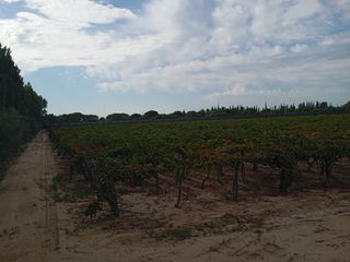 Foto 7 de Viñedo y Finca en Venta en Junin, Mendoza
