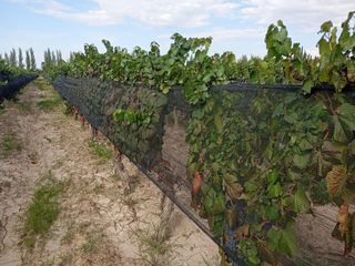 Foto 5 de Viñedo y Finca en Venta en Junin, Mendoza