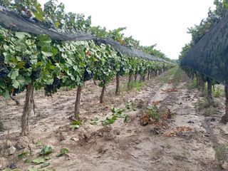 Foto 2 de Viñedo y Finca en Venta en Junin, Mendoza