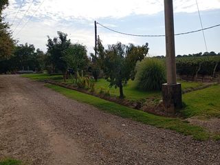 Foto 3 de Viñedo y Finca en Venta en Junin, Mendoza