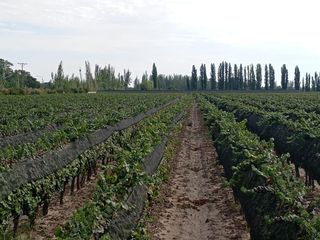 Foto 1 de Viñedo y Finca en Venta en Junin, Mendoza