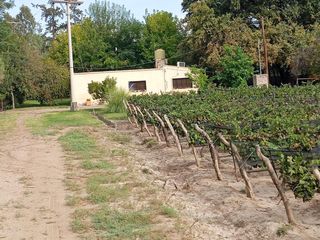 Foto 4 de Viñedo y Finca en Venta en Junin, Mendoza