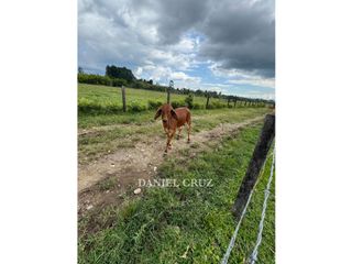 Foto 5 de VENTA LOTE GENAGRA - POPAYN