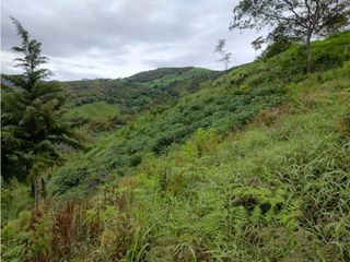 Foto 3 de VENDO LOTE EN YARUMAL ANTIOQUIA