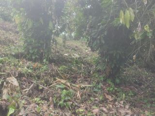Foto 2 de VENTA FINCA CANTON URDANETA / PROV. LOS RIOS 3.6 HCTS. (AGE)