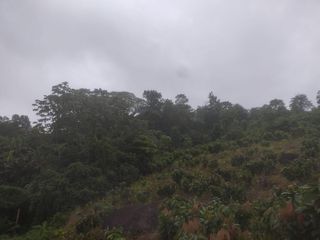 Foto 4 de VENTA FINCA CANTON URDANETA / PROV. LOS RIOS 3.6 HCTS. (AGE)