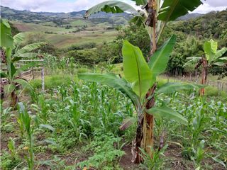 VENTA DE FINCA RESTREPO VALLE