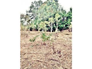 Foto 4 de LOTE EN VEREDA LOS PINOS