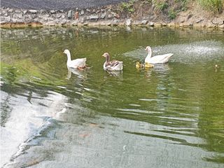 FINCA EN VENTA, MULALO, YUMBO, VALLE DEL CAUCA