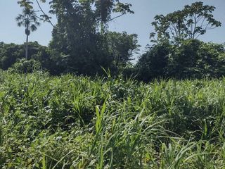 Foto 1 de 100 HECTAREAS EN VENTA YURIMAGUAS OPORTUNIDAD DE INVERSION UNICA
