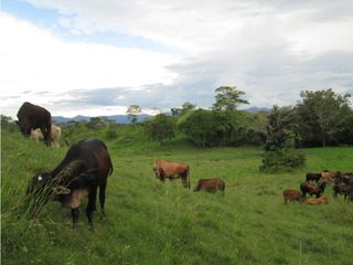 VENDO FK GANADERA 200 Hs x PUERTO BOYACA