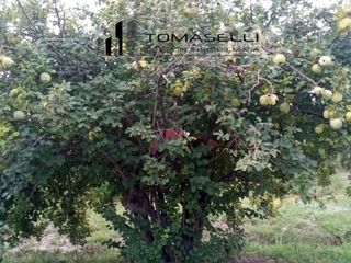 Foto 12 de VENTA - FINCA CON CASA Y PLANTACION- RAMA CAIDA - MENDOZA