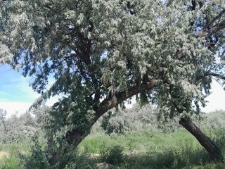 Foto 4 de Chacra en zona de Valle Medio
