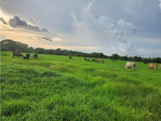 Venta de hermosa Finca Ganadera  400 hectáreas vía Rocha Bolívar.