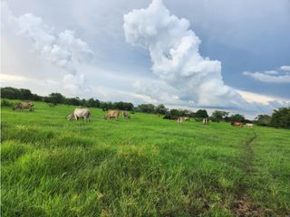 Venta de hermosa Finca Ganadera  400 hectáreas vía Rocha Bolívar.