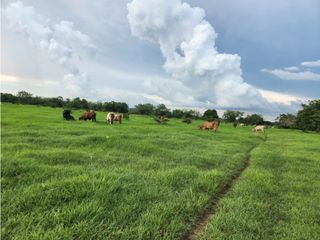 Venta de hermosa Finca Ganadera  400 hectáreas vía Rocha Bolívar.