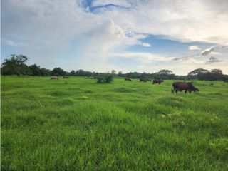 Venta de hermosa Finca Ganadera  400 hectáreas vía Rocha Bolívar.