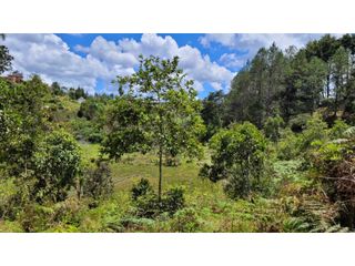 Foto 16 de Venta de Terreno ideal para subdividir en parcelas en Guarne