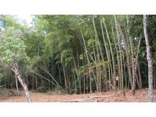 Foto 11 de Maat vende Lote campestre, Salitre Blanco L26 9.380 m2 $325 Millones.