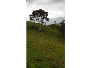 Foto 6 de finca en buga valle vereda el placer nogales