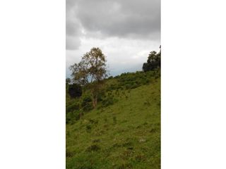Foto 9 de finca en buga valle vereda el placer nogales