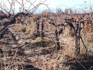 Foto 5 de VENTA DE FINCA 21 HAS EN ANDRADE - RIVADAVIA, MENDOZA.