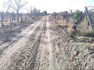 Foto 8 de VENTA DE FINCA 21 HAS EN ANDRADE - RIVADAVIA, MENDOZA.