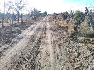 Foto 9 de VENTA DE FINCA 21 HAS EN ANDRADE - RIVADAVIA, MENDOZA.