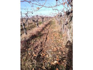 Foto 1 de VENTA DE FINCA 21 HAS EN ANDRADE - RIVADAVIA, MENDOZA.