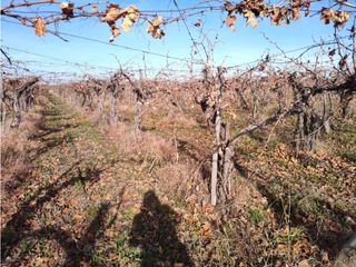 Foto 4 de VENTA DE FINCA 21 HAS EN ANDRADE - RIVADAVIA, MENDOZA.