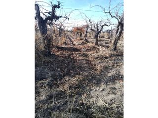 Foto 7 de VENTA DE FINCA 21 HAS EN ANDRADE - RIVADAVIA, MENDOZA.