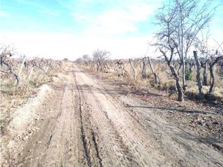 Foto 10 de VENTA DE FINCA 21 HAS EN ANDRADE - RIVADAVIA, MENDOZA.