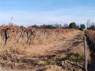 Foto 2 de VENTA DE FINCA 21 HAS EN ANDRADE - RIVADAVIA, MENDOZA.