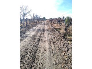 Foto 12 de VENTA DE FINCA 21 HAS EN ANDRADE - RIVADAVIA, MENDOZA.
