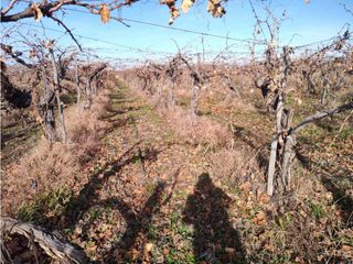 Foto 3 de VENTA DE FINCA 21 HAS EN ANDRADE - RIVADAVIA, MENDOZA.