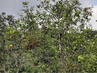 En Venta Finca En Vereda El Otoño, Cali