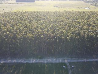 Foto 3 de Venta forestación Monte Caseros Corrientes