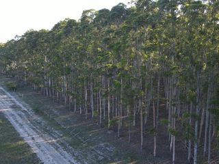 Foto 2 de Venta forestación Monte Caseros Corrientes