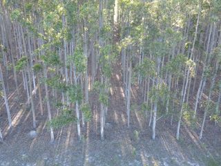 Foto 4 de Venta forestación Monte Caseros Corrientes