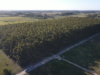 Foto 1 de Venta forestación Monte Caseros Corrientes