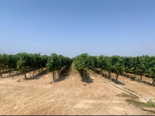 Foto 5 de VENDO TERRENO AGRICOLA EN QUILMANA - CAÑETE