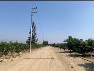 Foto 8 de VENDO TERRENO AGRICOLA EN QUILMANA - CAÑETE