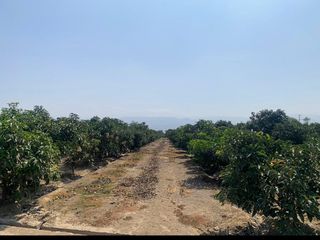 Foto 9 de VENDO TERRENO AGRICOLA EN QUILMANA - CAÑETE