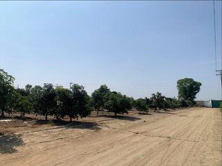 Foto 7 de VENDO TERRENO AGRICOLA EN QUILMANA - CAÑETE