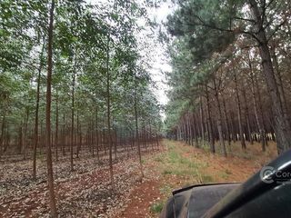 Foto 4 de Se vende Chacra Sobre Ruta 4. Pegada al pueblo. Ideal Loteo- Bonpland. Misiones