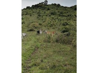 Foto 7 de FINCA EN PAICOL