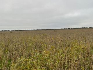 Foto 7 de Campo en Humberto Primero