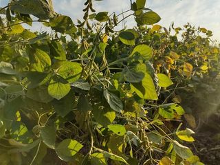 Foto 5 de Campo en Humberto Primero