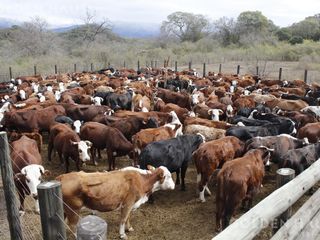 Foto 12 de Campo en  Campo Mixto - 7200 Has - Metan, Salta - Argentina.