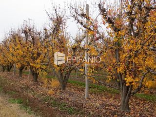 Foto 10 de Chacra en Mainque - Excelente Producción - Venta  - R013